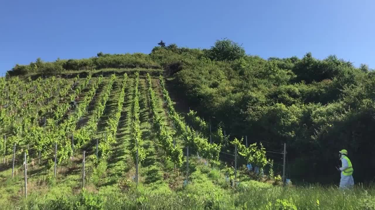 Pulvérisation des vignes par drone